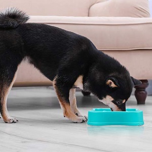 IAMUQ Slow Feeders Dog Bowl