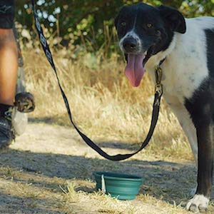 RUFF Collapsible Dog Food & Water Travel Bowl