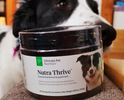 Should I Buy Nutra Thrive Canine Supplement For My Dog