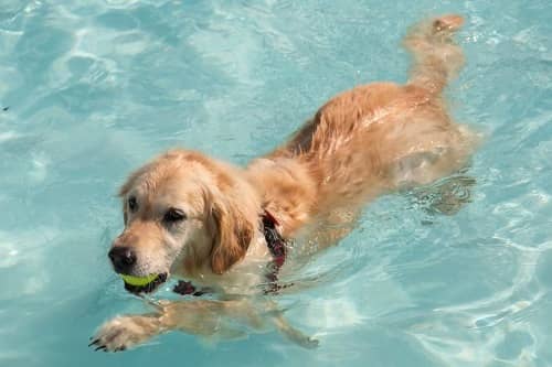 Dogs Are Natural Swimmers