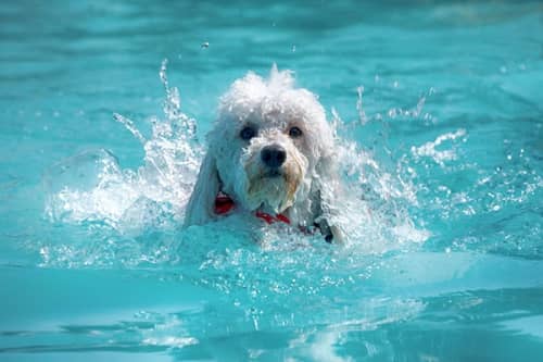 Poodle Is A Dog Breed That Can Swim