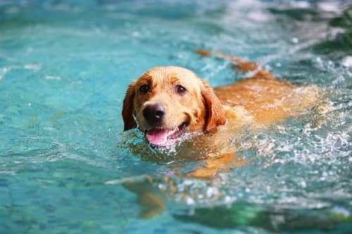 Teach And Train Your Dog To Swim