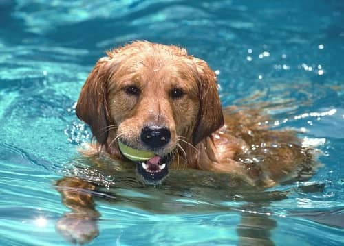 Teach Your Dog to Swim