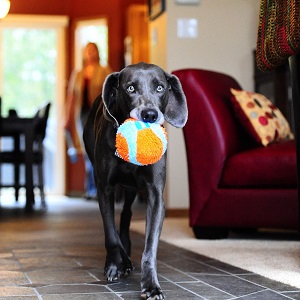 Chuckit Indoor Ball Dog Toys