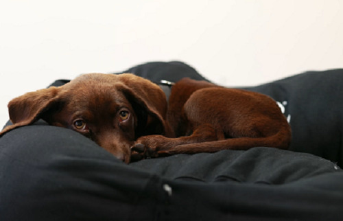 make a sweatshirt dog bed