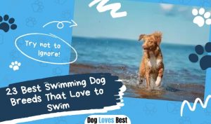 23 Best Swimming Dog Breeds That Love to Swim