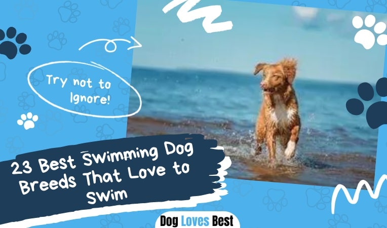 23 Best Swimming Dog Breeds That Love to Swim