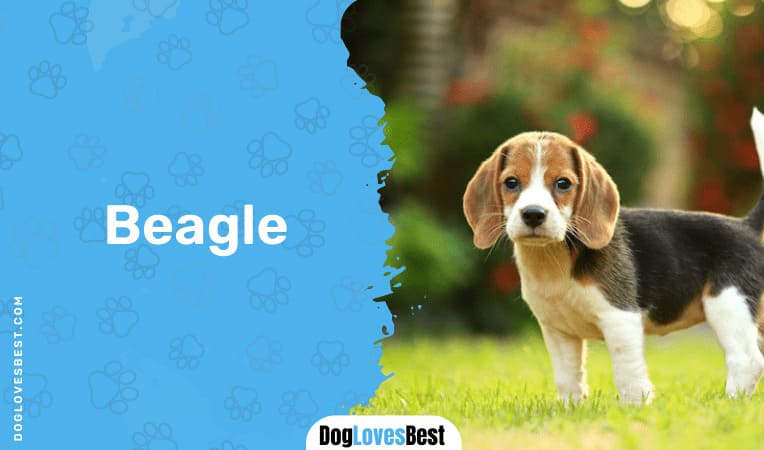 Beagle