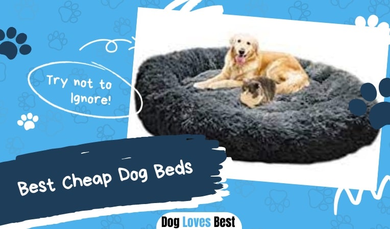 Best Cheap Dog Beds