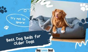 Best Dog Beds for Older Dogs