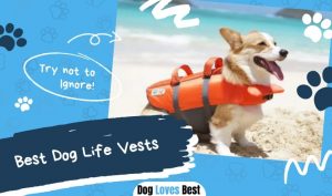 Best Dog Life Vests