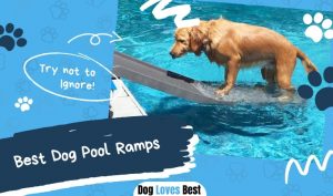 Best Dog Pool Ramps