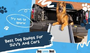 Best Dog Ramps For SUV's And Cars