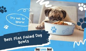 Best Flat Faced Dog Bowls