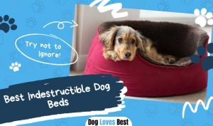 Best Indestructible Dog Beds