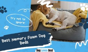 Best Memory Foam Dog Beds