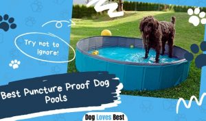 Best Puncture Proof Dog Pools