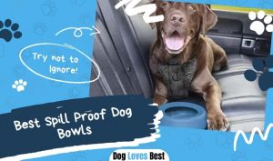 Best Spill Proof Dog Bowls