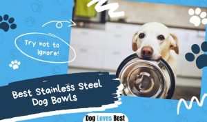 Best Stainless Steel Dog Bowls