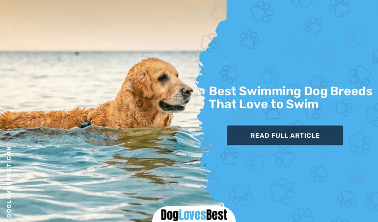 Best Swimming Dog Breeds That Love to Swim