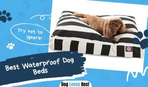 Best Waterproof Dog Beds