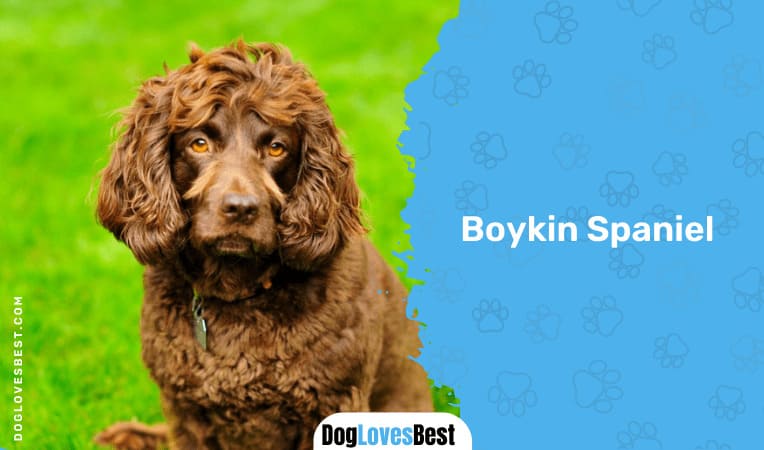 Boykin Spaniel