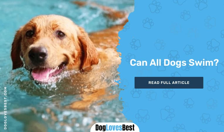 Can All Dogs Swim