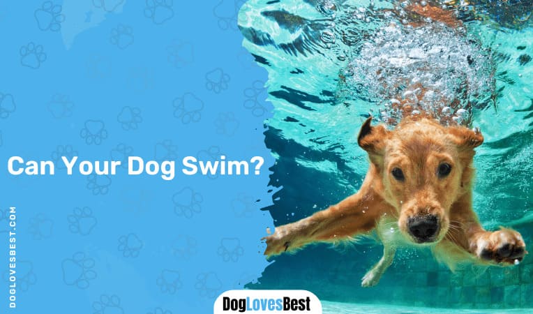 Can Your Dog Swim