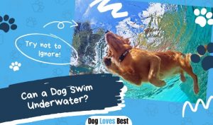 Can a Dog Swim Underwater