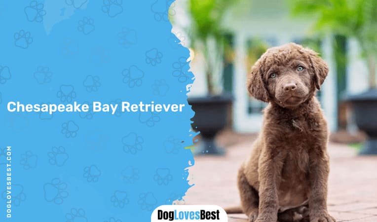 Chesapeake Bay Retriever