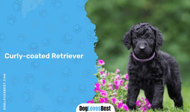 Curly-coated Retriever