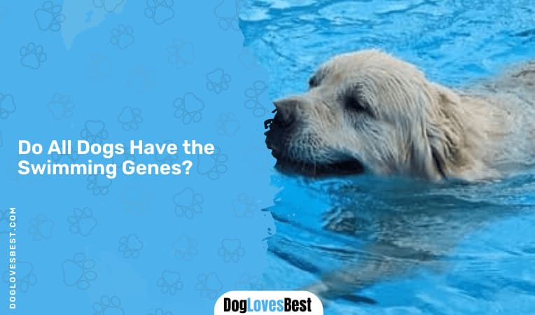 Do All Dogs Have the Swimming Genes