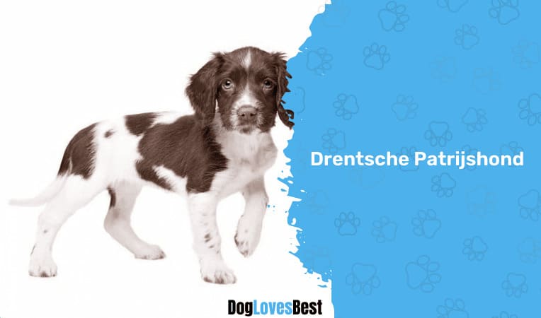 Drentsche Patrijshond