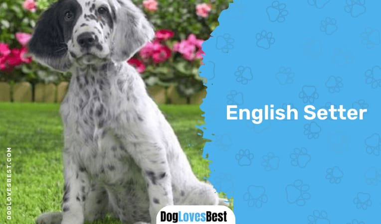 English Setter