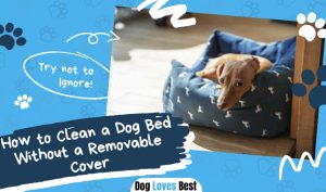 Clean a Dog Bed Without a Removable Cover