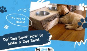 DIY Dog Bowl