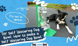 DIY Self Watering Dog Bowl