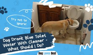 Dog Drank Blue Toilet Water With Cleaner