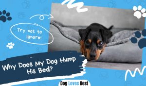 Dog Hump His Bed