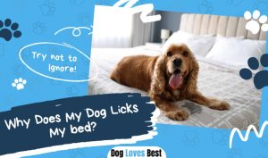 Dog Licks My bed