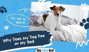 Dog Pee on My Bed