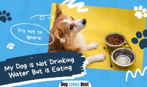 Dog is Not Drinking Water But is Eating