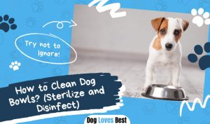 How to Clean Dog Bowls