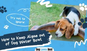 Keep Algae out of Dog Water Bowl