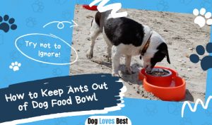 Keep Ants Out of Dog Food Bowl
