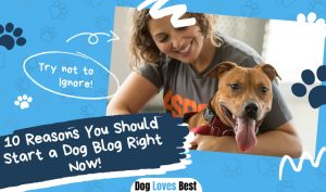 Reasons You Should Start a Dog Blog