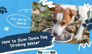 Slow Down Dog Drinking Water