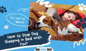 Stop Dog Sleeping in Bed with You