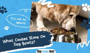 What Causes Slime On Dog Bowls