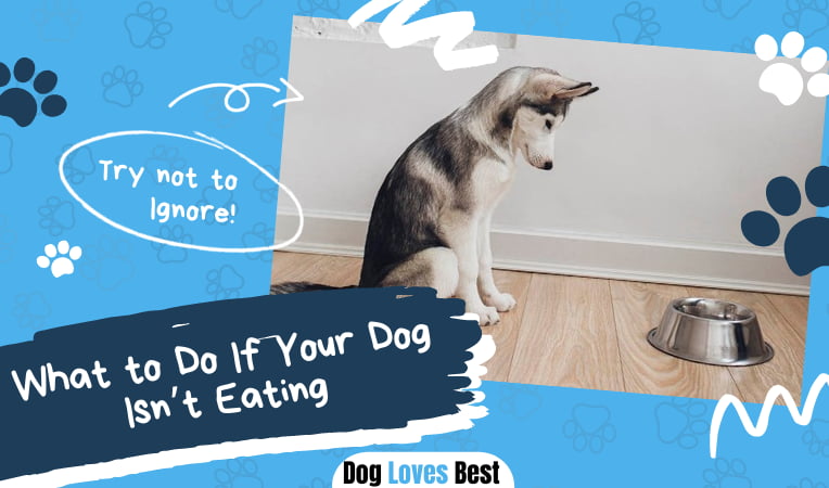 What to Do If Your Dog Isn’t Eating